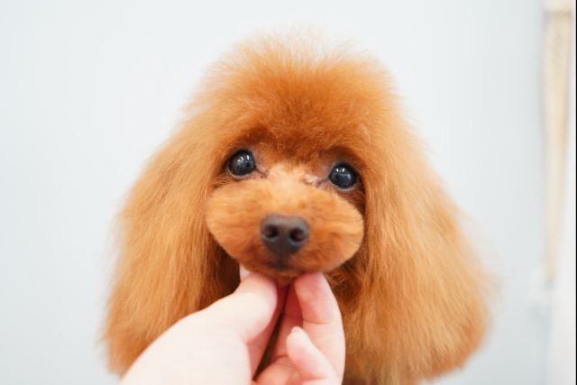 Blanche Neige（ブランシュネージュ）